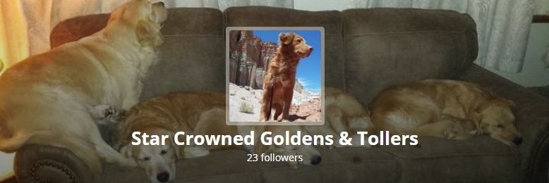 Star Crowned Goldens & Tollers MeWe Page